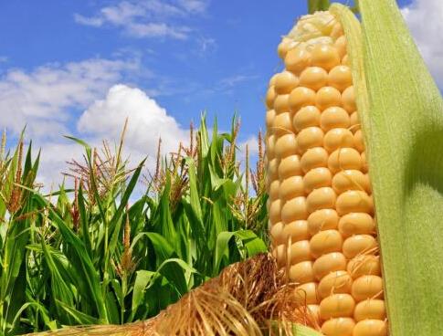 玉米收储改革把农民推向市。裁从衩准鄹窕嵴？ 