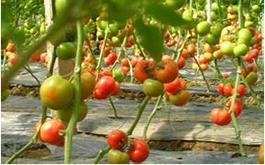 西红柿根肿病的病害症状、发生规律及防治措施