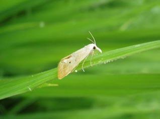 抗药性问题日益突出，打造“抗药性”农药产品商业回报高