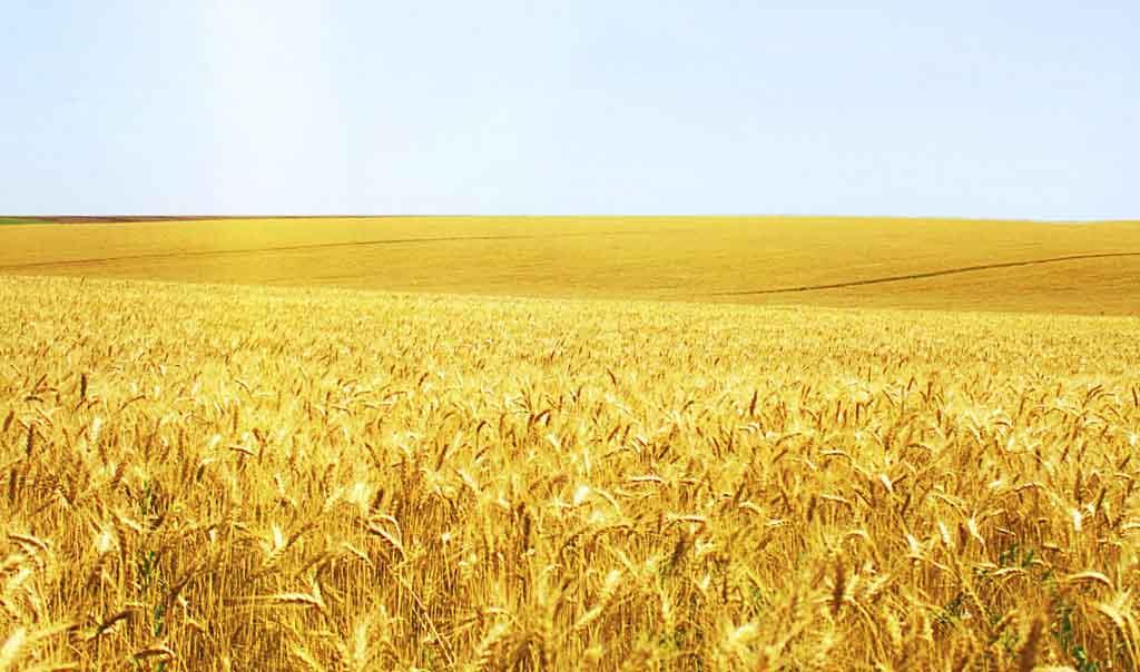 小麦冬前管理关键期，做好这些来年才能丰收丰产！