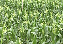 玉米叶片卷曲怎么回事？专家给出答案