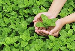 农作物8月常见病虫害，怎样防治见效快？