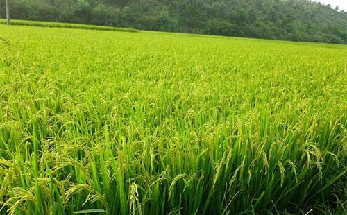 降温需注意：稻田灌水，保灌浆防青枯