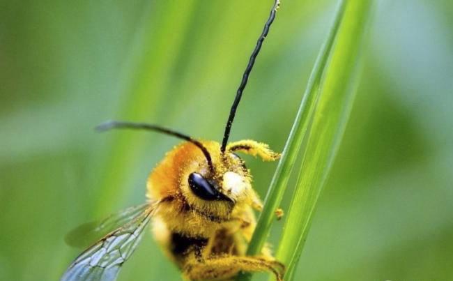 新烟碱类农药已进入衰退期，呋虫胺将何去何从？