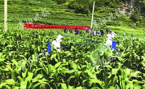 发生提前，5种药剂退出国家推荐名单，今年草地贪夜蛾防控形势依然严峻！